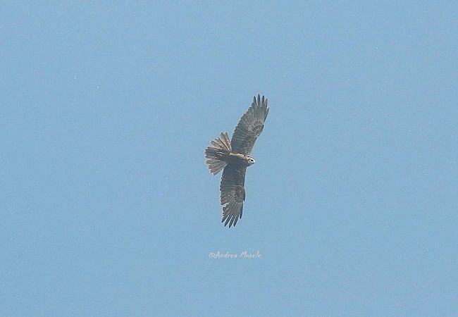 Falco di palude  - Andrea Mosele