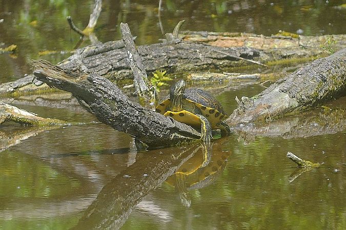 Testuggine palustre americana  - Andrea Mosele