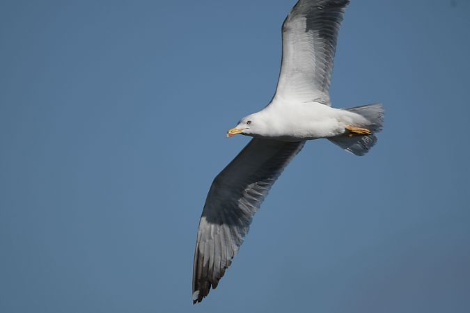 Gabbiano reale  - Diego Volonte'