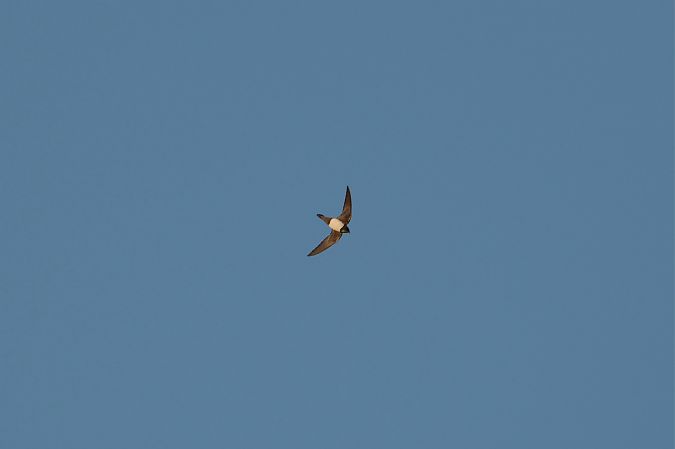 Rondone maggiore  - Diego Volonte'