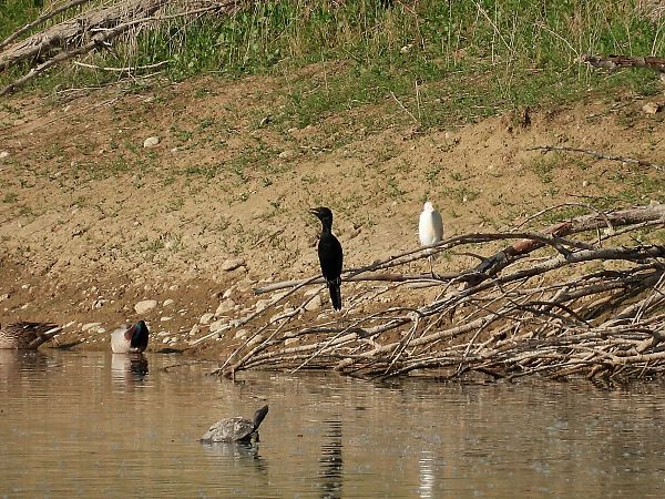 Marangone minore  - Diego Volonte'