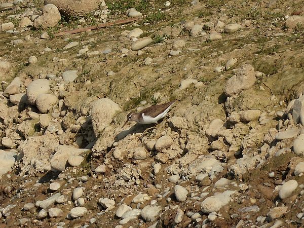 Piro-piro piccolo  - Diego Volonte'