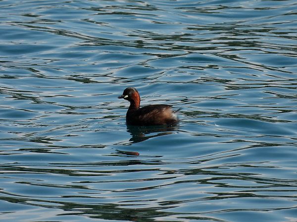 Tuffetto  - Diego Volonte'