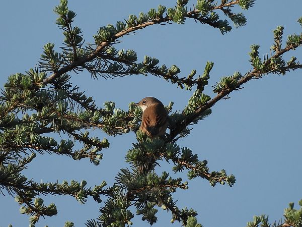 Sterpazzola  - Diego Volonte'