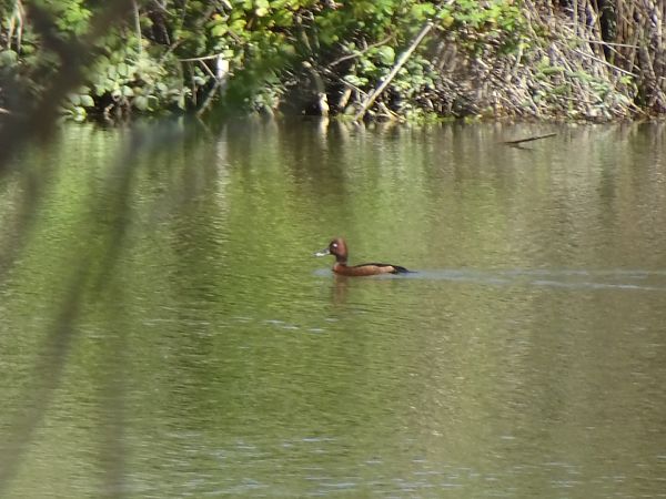 Moretta tabaccata  - Francesco Valle