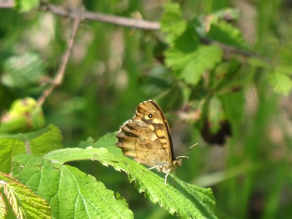 Pararge aegeria  - Francesco Valle