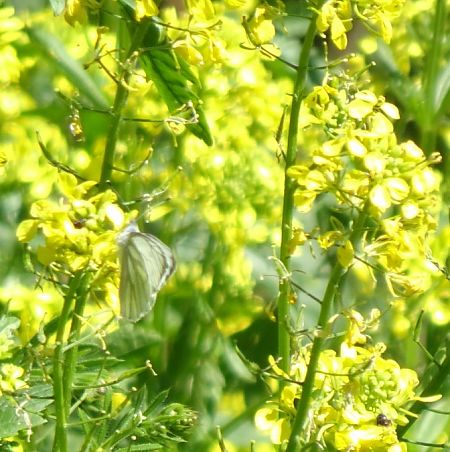 Pieris napi  - Francesco Valle