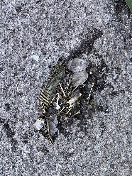 Uccello indeterminato  - Florian Gasser