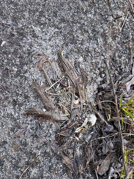 unbestimmter Vogel  - Florian Gasser