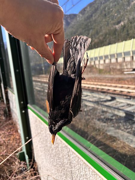 Merlo  - Florian Gasser