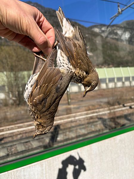 Tordo bottaccio  - Florian Gasser