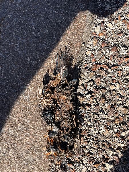 Martin pescatore  - Florian Gasser