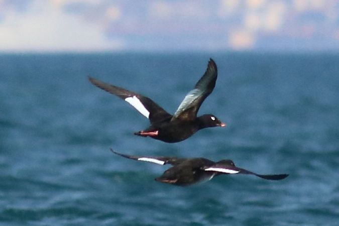 Orco di Stejneger  - Paolo Zonta