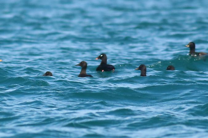 Orco di Stejneger  - Paolo Zonta