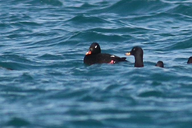 Orco di Stejneger  - Paolo Zonta