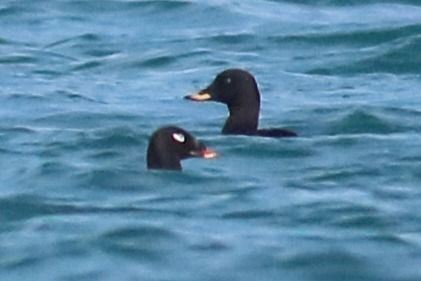 Orco di Stejneger  - Paolo Zonta