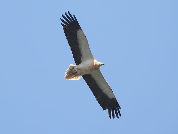 Capovaccaio  - Michele Cento