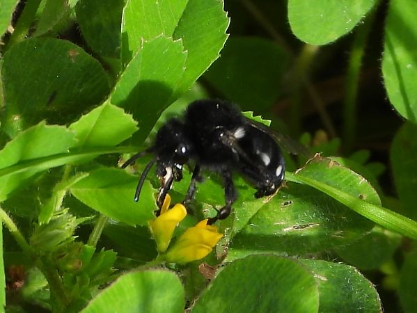 Melecta albifrons  - Michele Cento