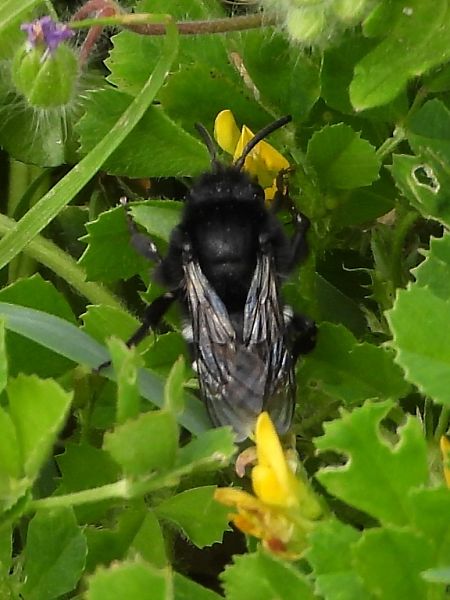 Melecta albifrons  - Michele Cento