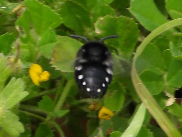 Melecta albifrons  - Michele Cento