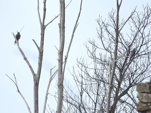 Lodolaio  - Michele Cento