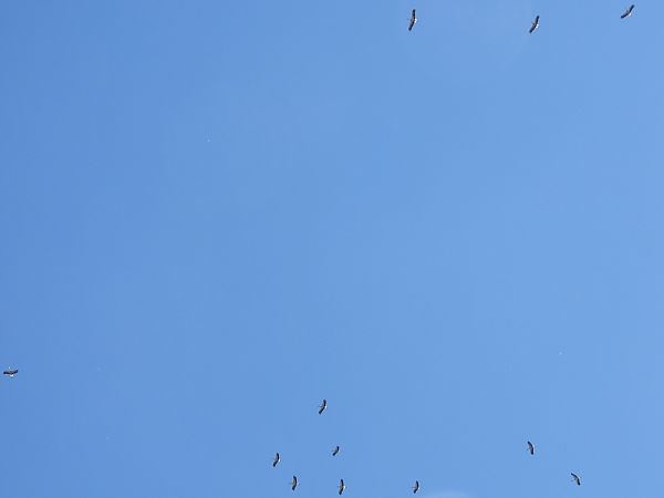 Cicogna bianca  - Michele Cento