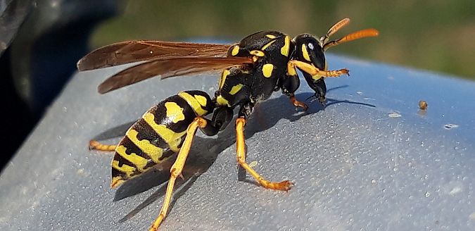 Polistes dominula  - Michele Cento