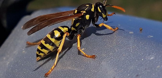 Polistes dominula  - Michele Cento