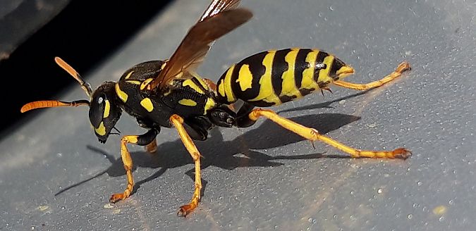 Polistes dominula  - Michele Cento