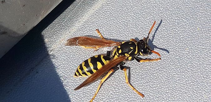 Polistes dominula  - Michele Cento