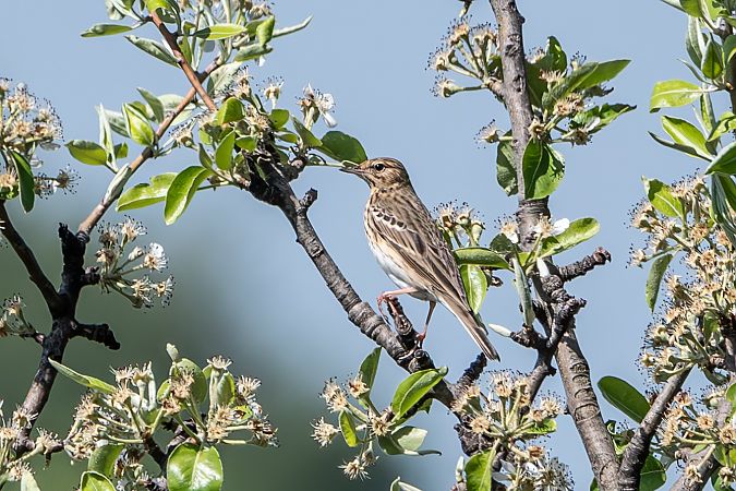 Prispolone  - Flavio Felici