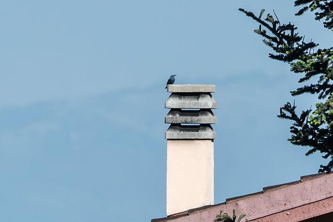 Passero solitario  - Flavio Felici