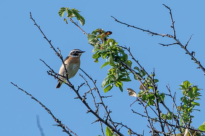 Stiaccino  - Flavio Felici