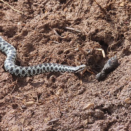 Marasso  - Massimo Perinotto