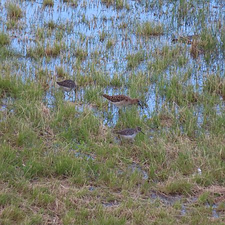Combattente  - Massimo Perinotto