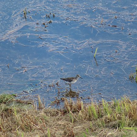 Piro-piro boschereccio  - Massimo Perinotto