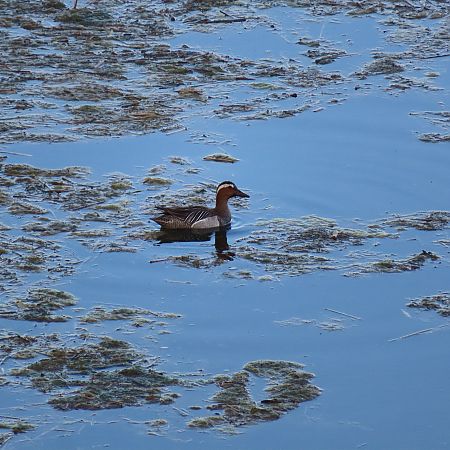 Marzaiola  - Massimo Perinotto