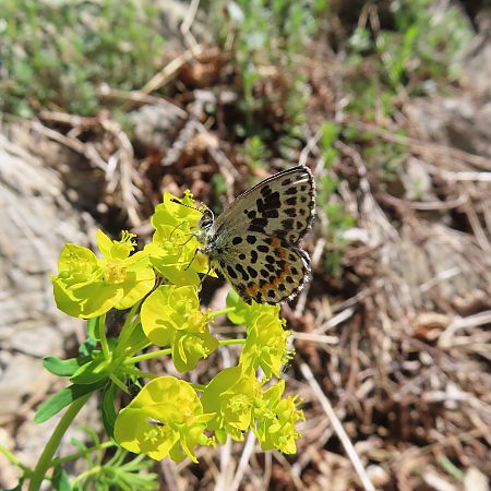 Scolitantides orion  - Massimo Perinotto