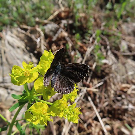 Scolitantides orion  - Massimo Perinotto