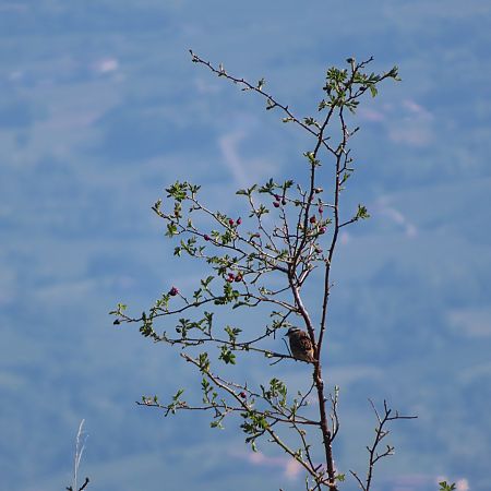 Zigolo muciatto  - Massimo Perinotto