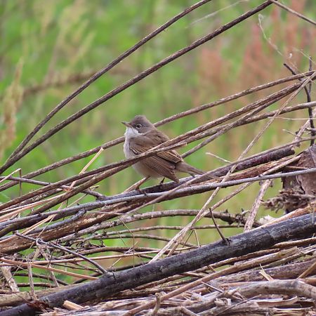 Bigiarella  - Massimo Perinotto