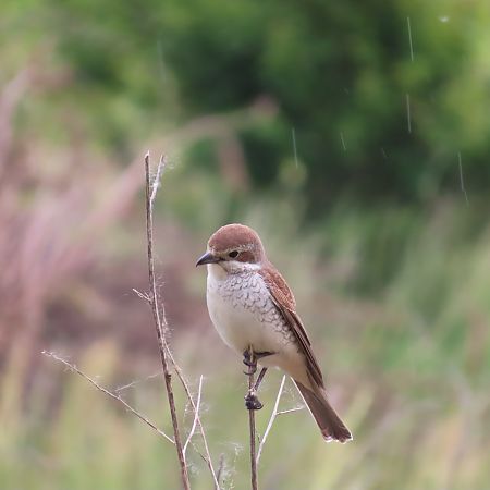 Averla piccola  - Massimo Perinotto