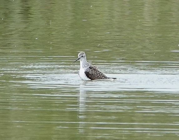 Albastrello  - Ivano Candon
