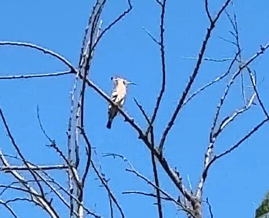 Upupa  - Loredana Diglio