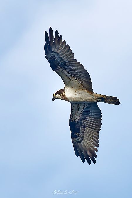 Falco pescatore  - Alessandro Avigni
