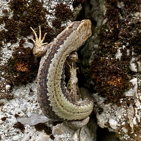 Lucertola di Horvath  - Filippo Moratelli