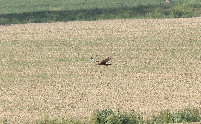 Falco di palude  - Alessio Mannello