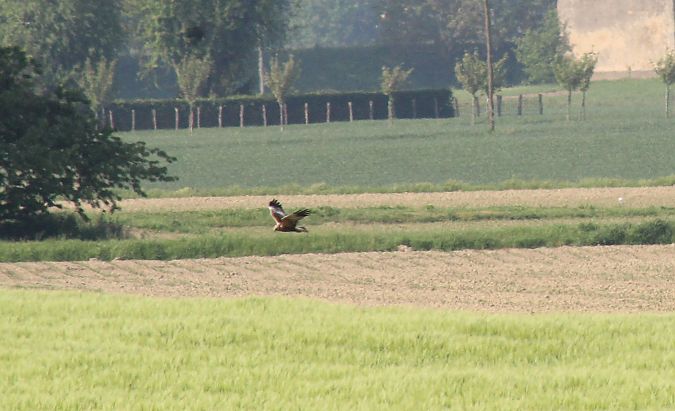 Falco di palude  - Alessio Mannello