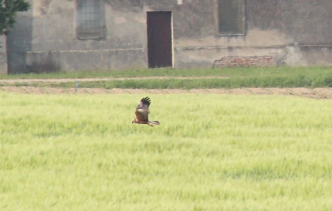 Falco di palude  - Alessio Mannello