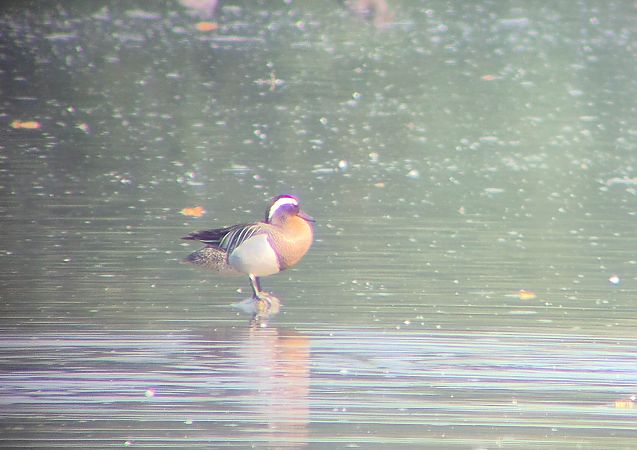 Marzaiola  - Alessio Mannello